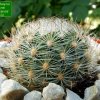 Matucana _haynei _ssp.haynei 'yanganucensis' GC547.02 _01